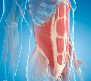 インナーマッスルの写真